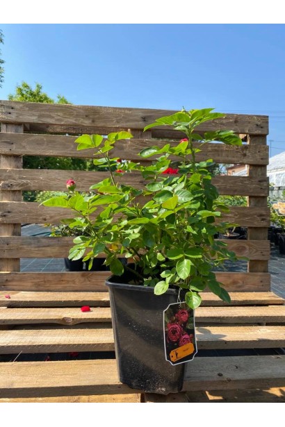 Троянда плетиста Розаріум Ютерсен в контейнері